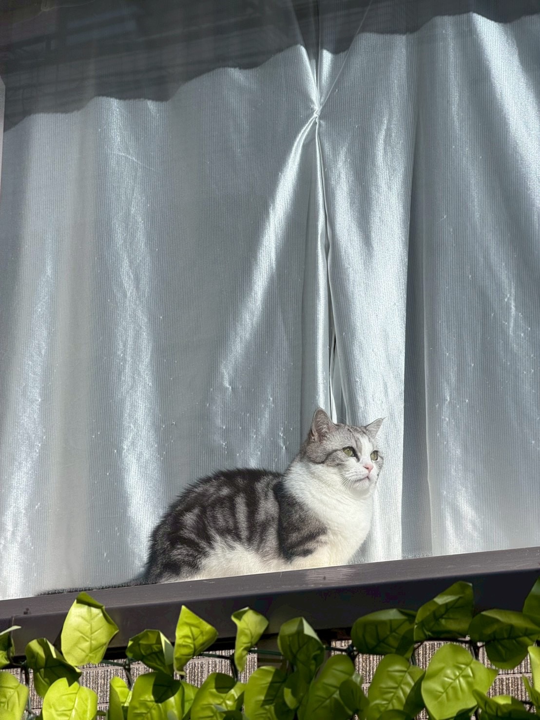 วี - วิโอเลต วอเทียร์