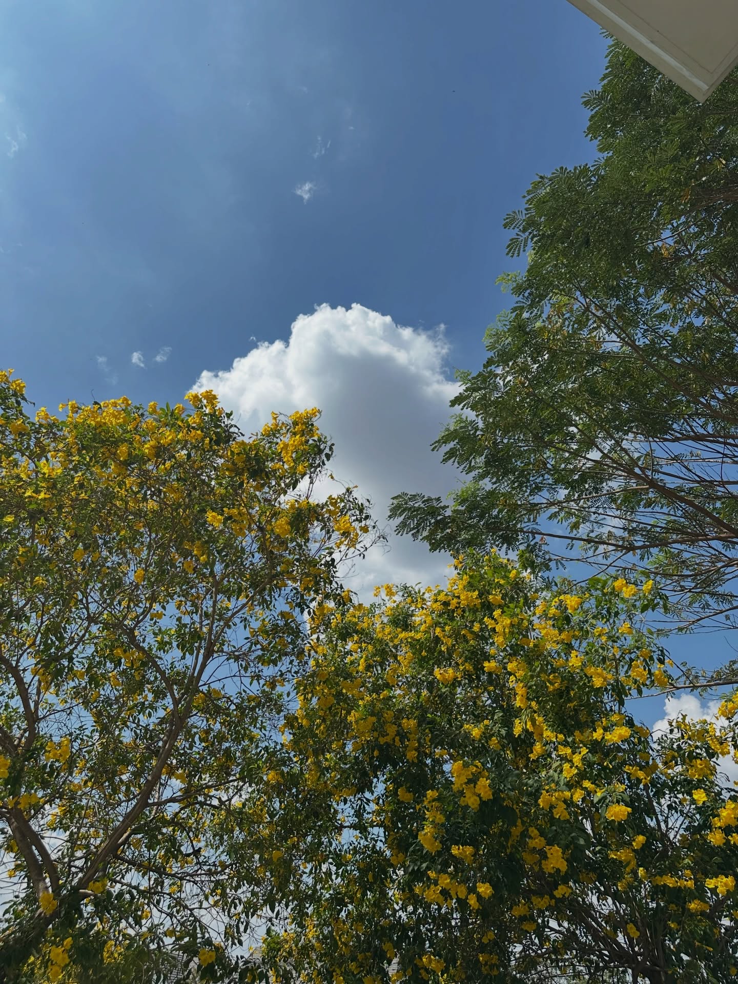 วี - วิโอเลต วอเทียร์