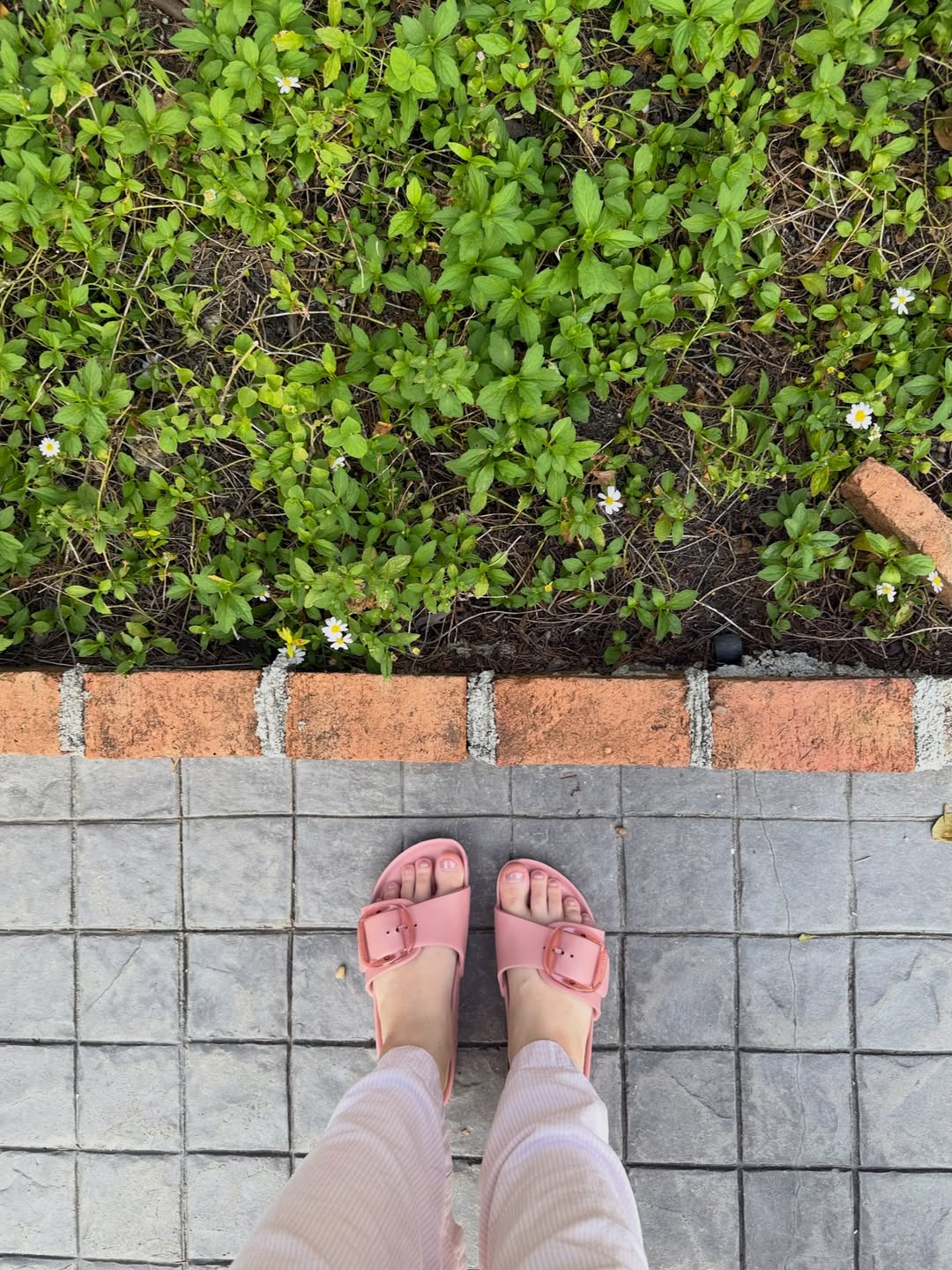 วี - วิโอเลต วอเทียร์