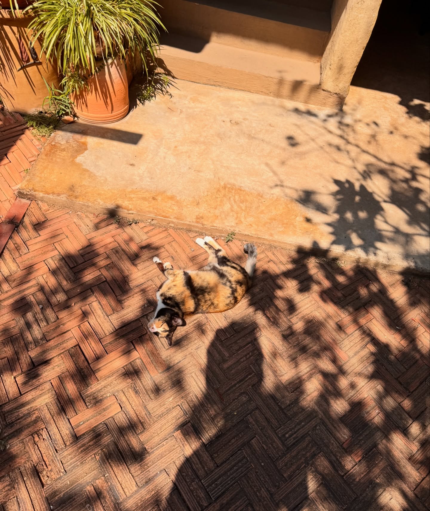 ต๊อด - ปนพงษ์ ไขแสง