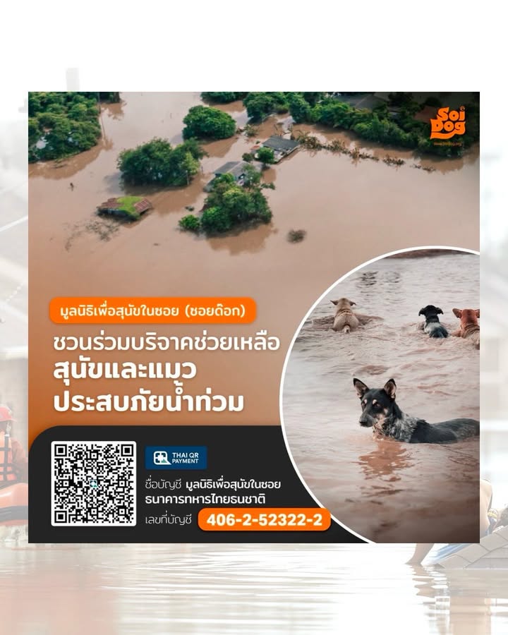 วู้ดดี้ - วุฒิธร มิลินทจินดา