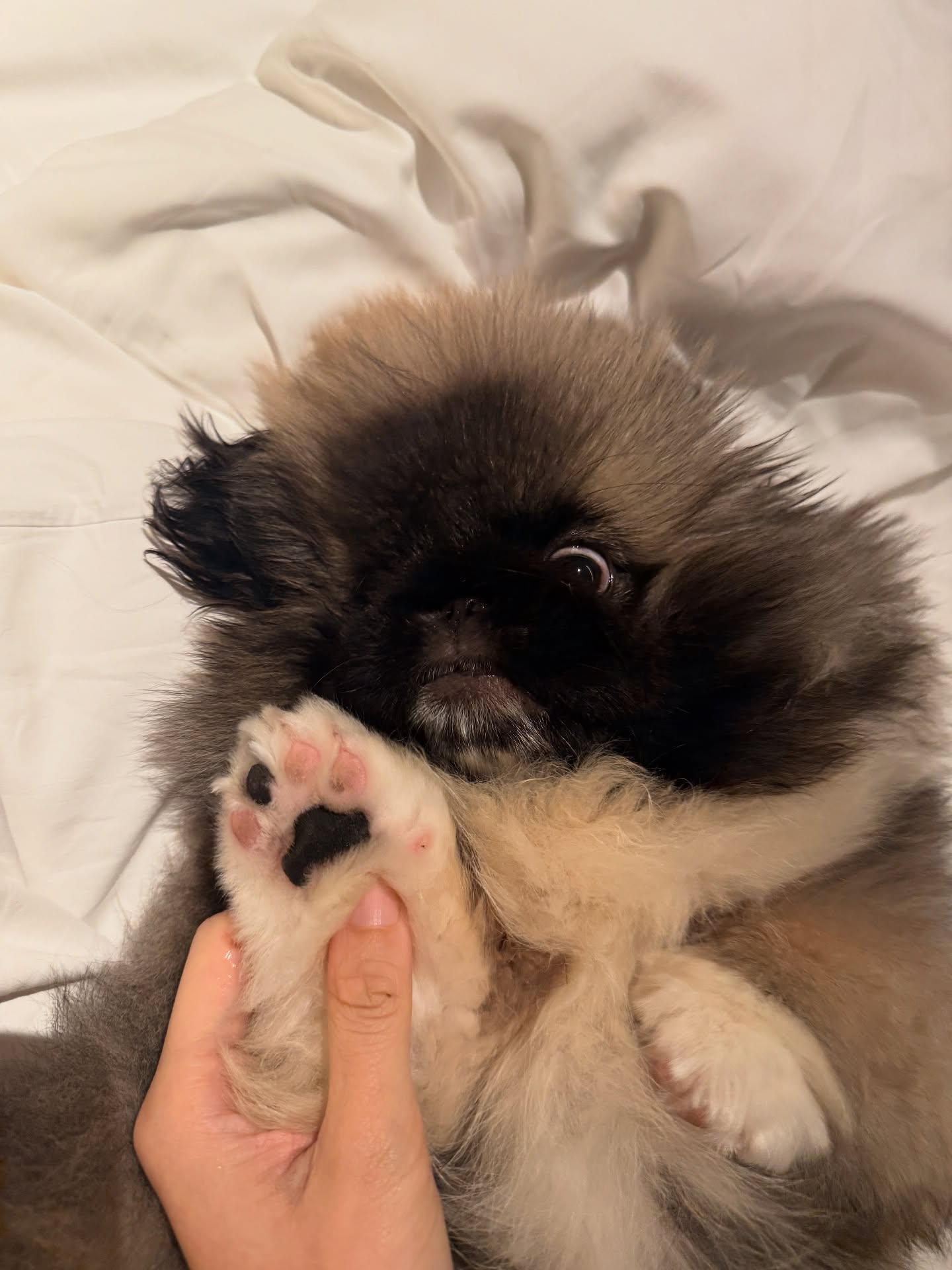 พีพี - กฤษฏ์ อำนวยเดชกร