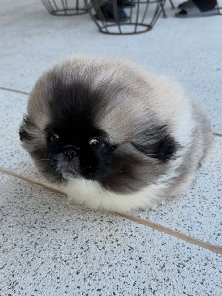 พีพี - กฤษฏ์ อำนวยเดชกร