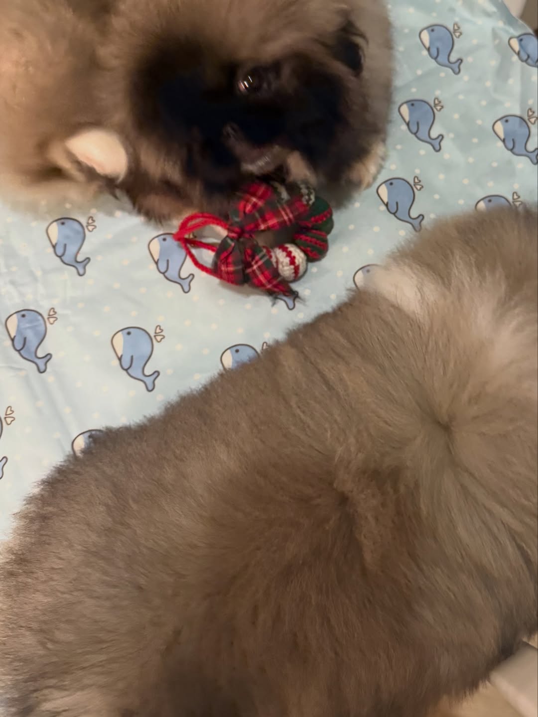 พีพี - กฤษฏ์ อำนวยเดชกร