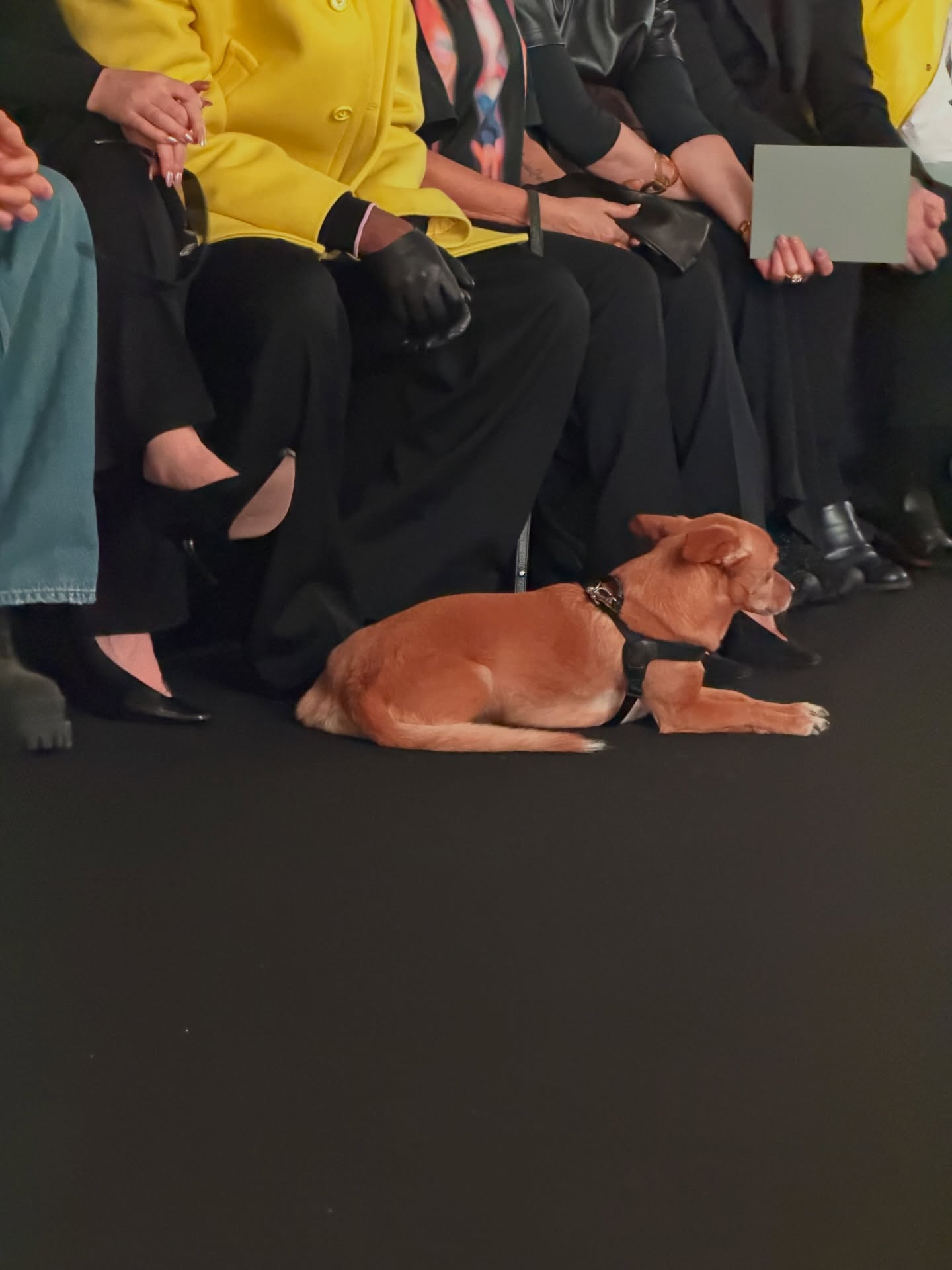 พีพี - กฤษฏ์ อำนวยเดชกร