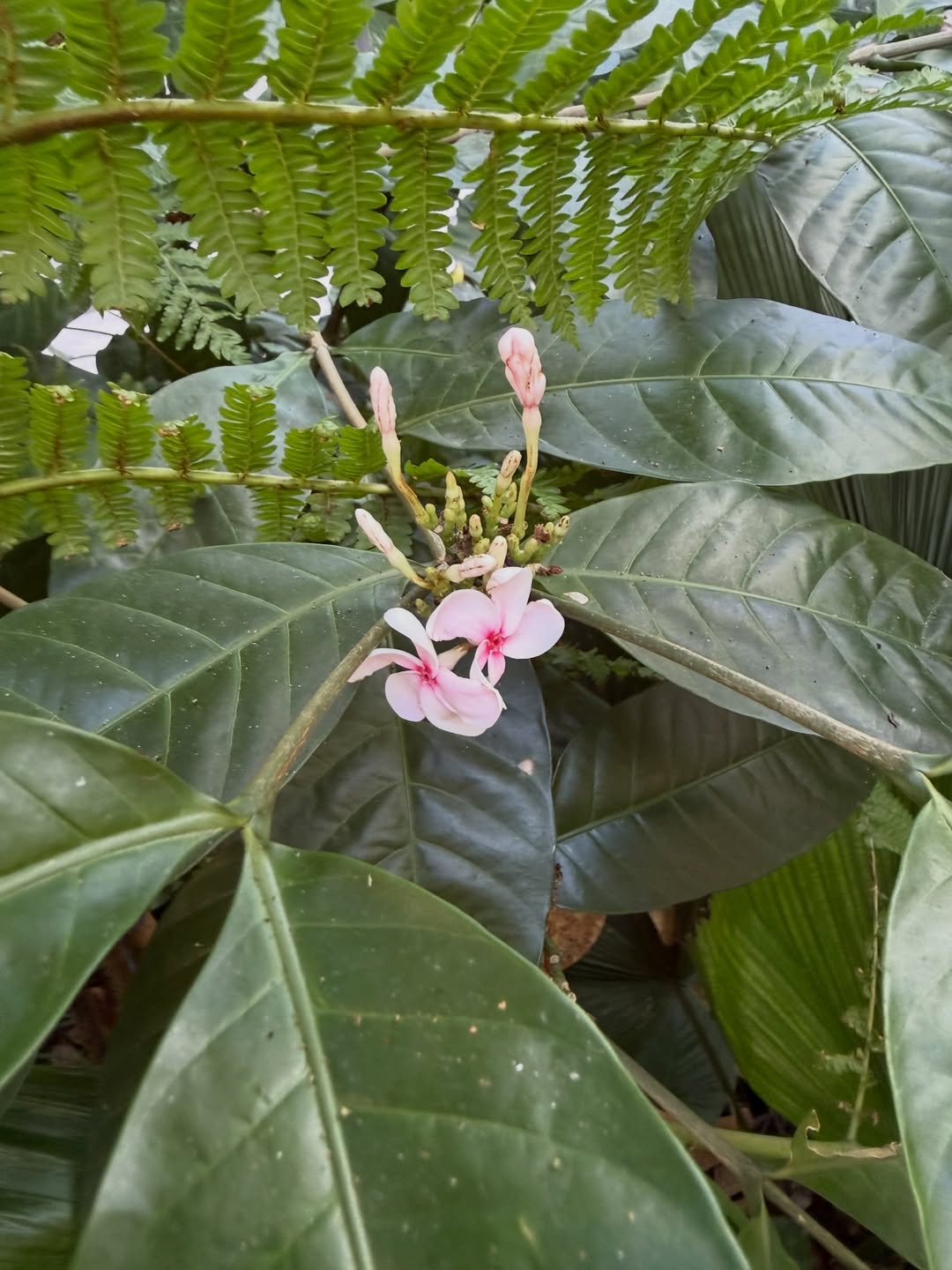 พีพี - กฤษฏ์ อำนวยเดชกร