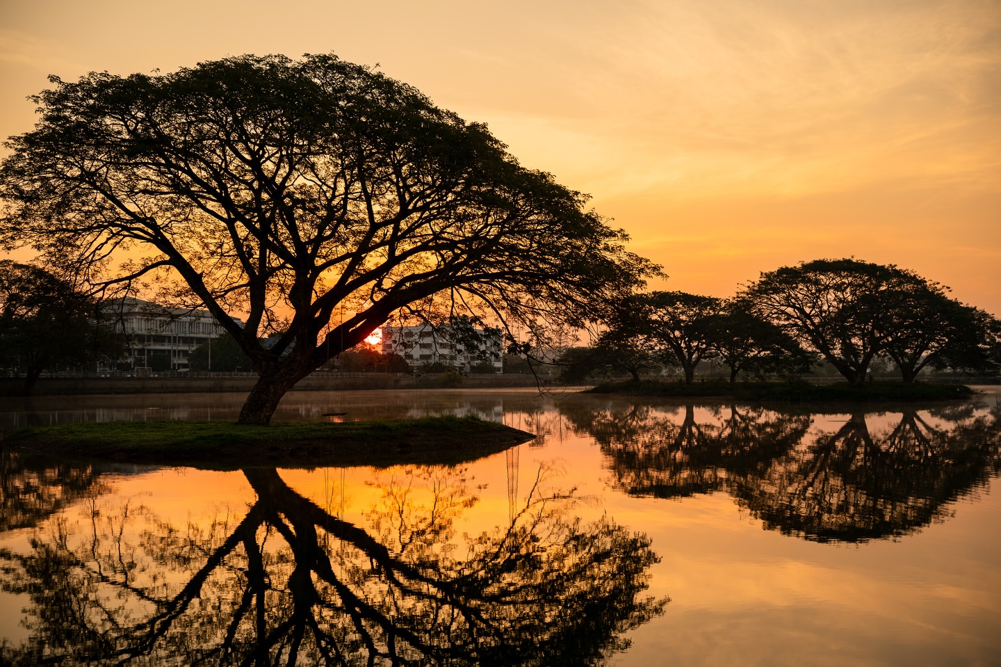 โอซา แวง