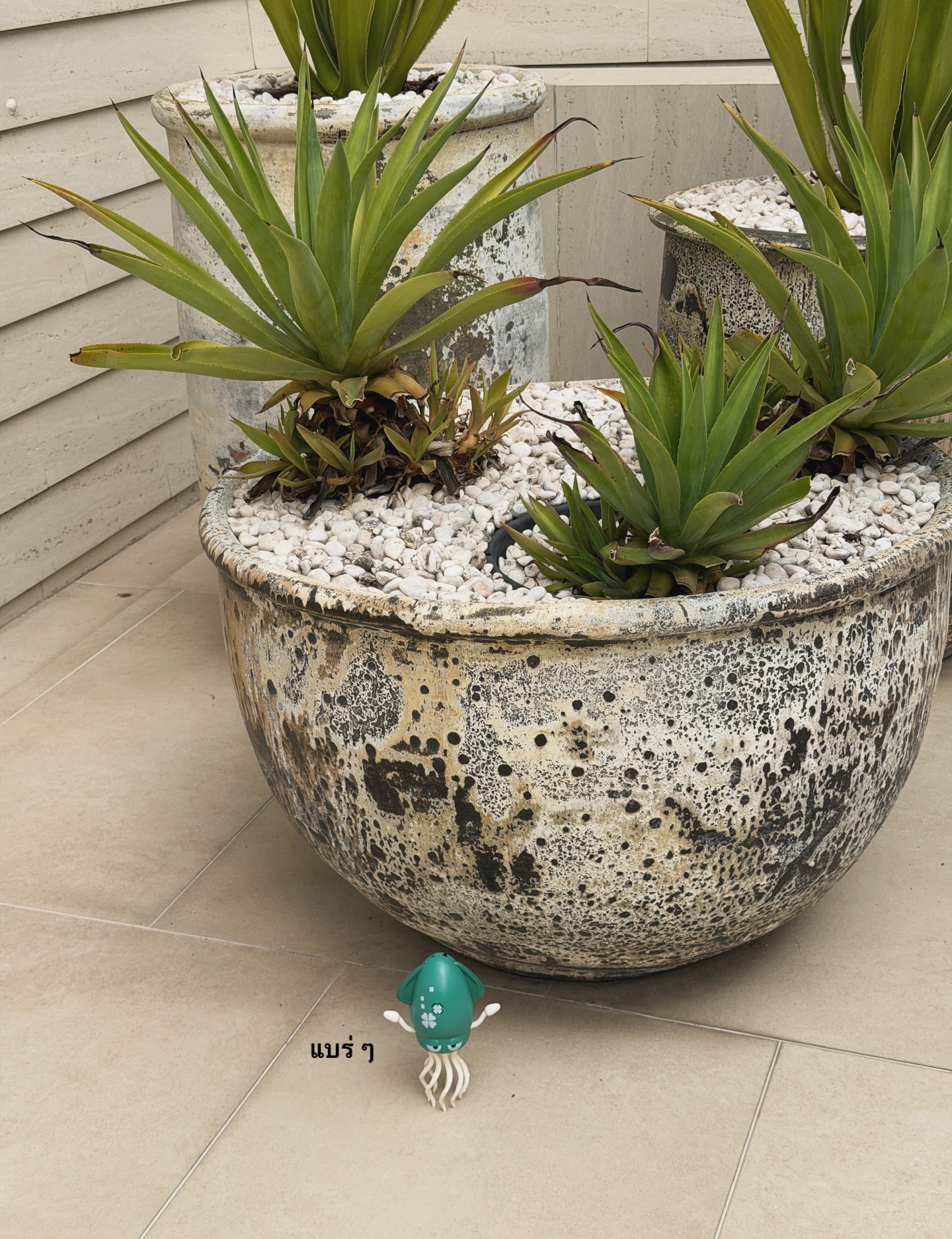 ซี - พฤกษ์ พานิช