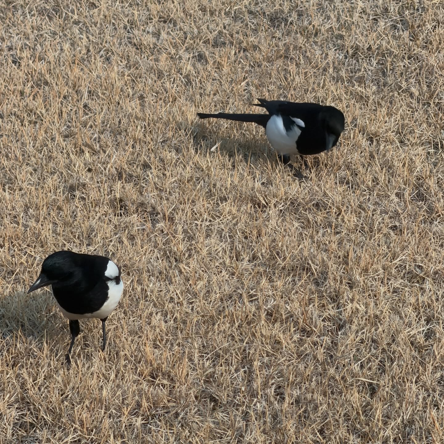 ซี - พฤกษ์ พานิช