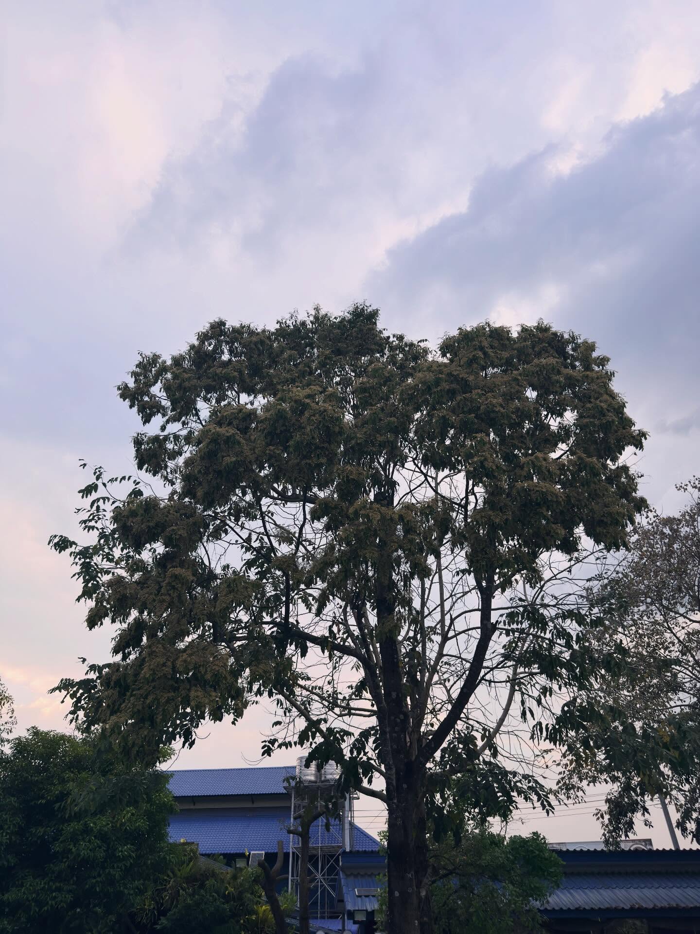 เข้ม -  หัสวีร์ ภัคพงษ์ไพศาล