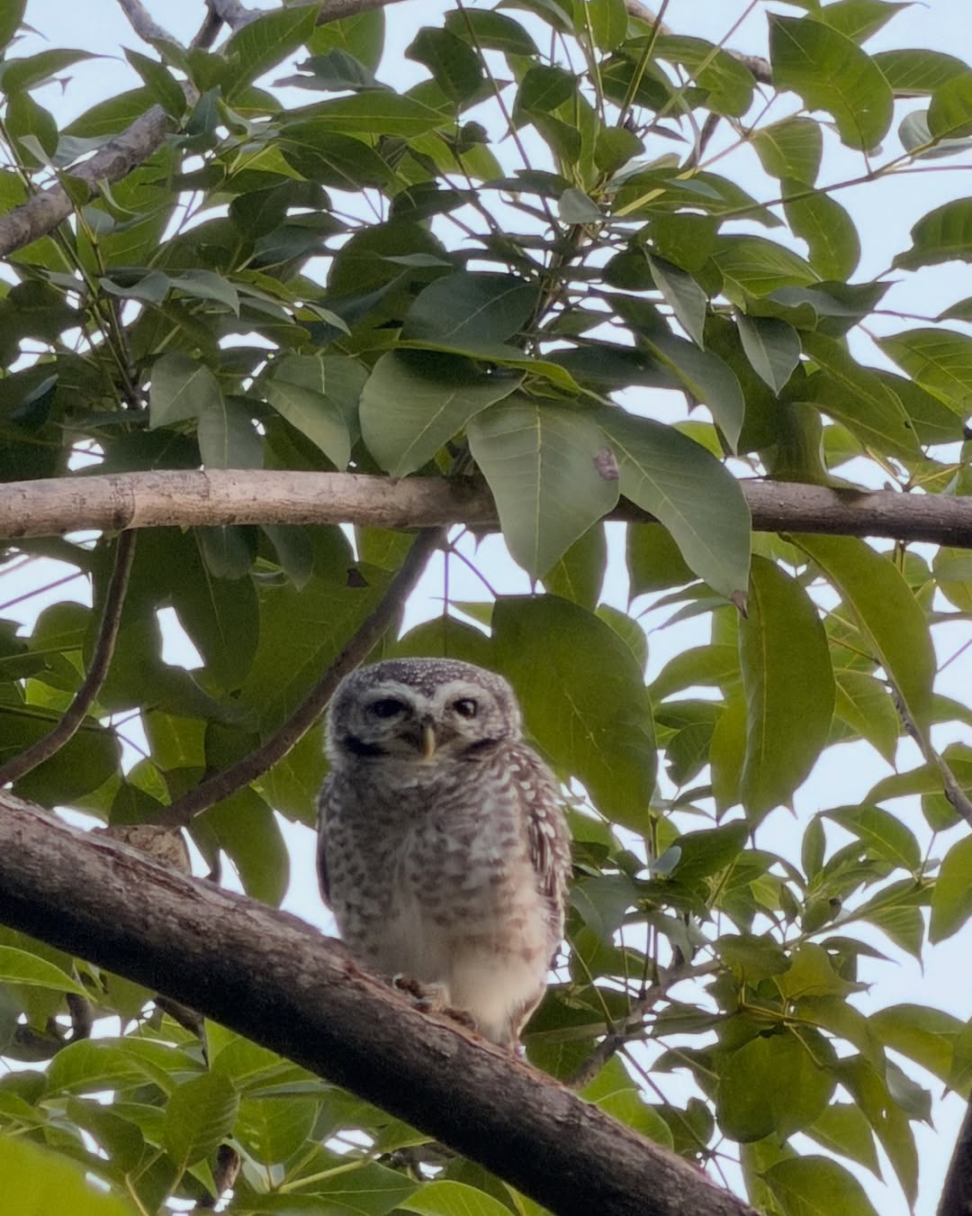 บิลลี่ - ภัทรชนน อ่อนสอาด