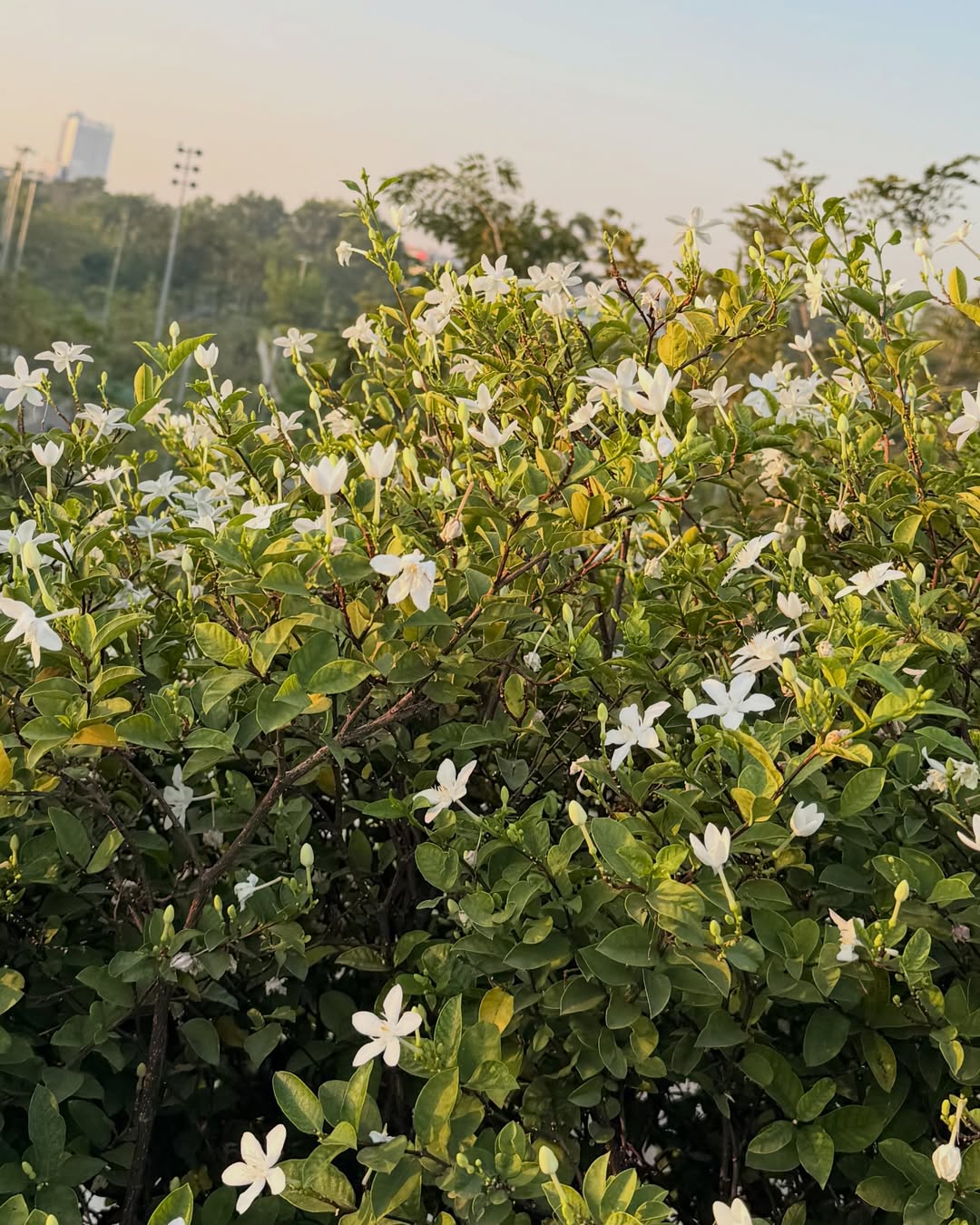 บิลลี่ - ภัทรชนน อ่อนสอาด