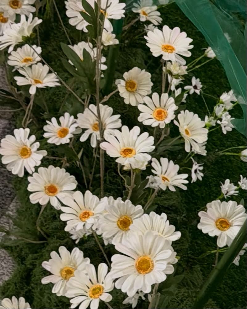 บิลลี่ - ภัทรชนน อ่อนสอาด