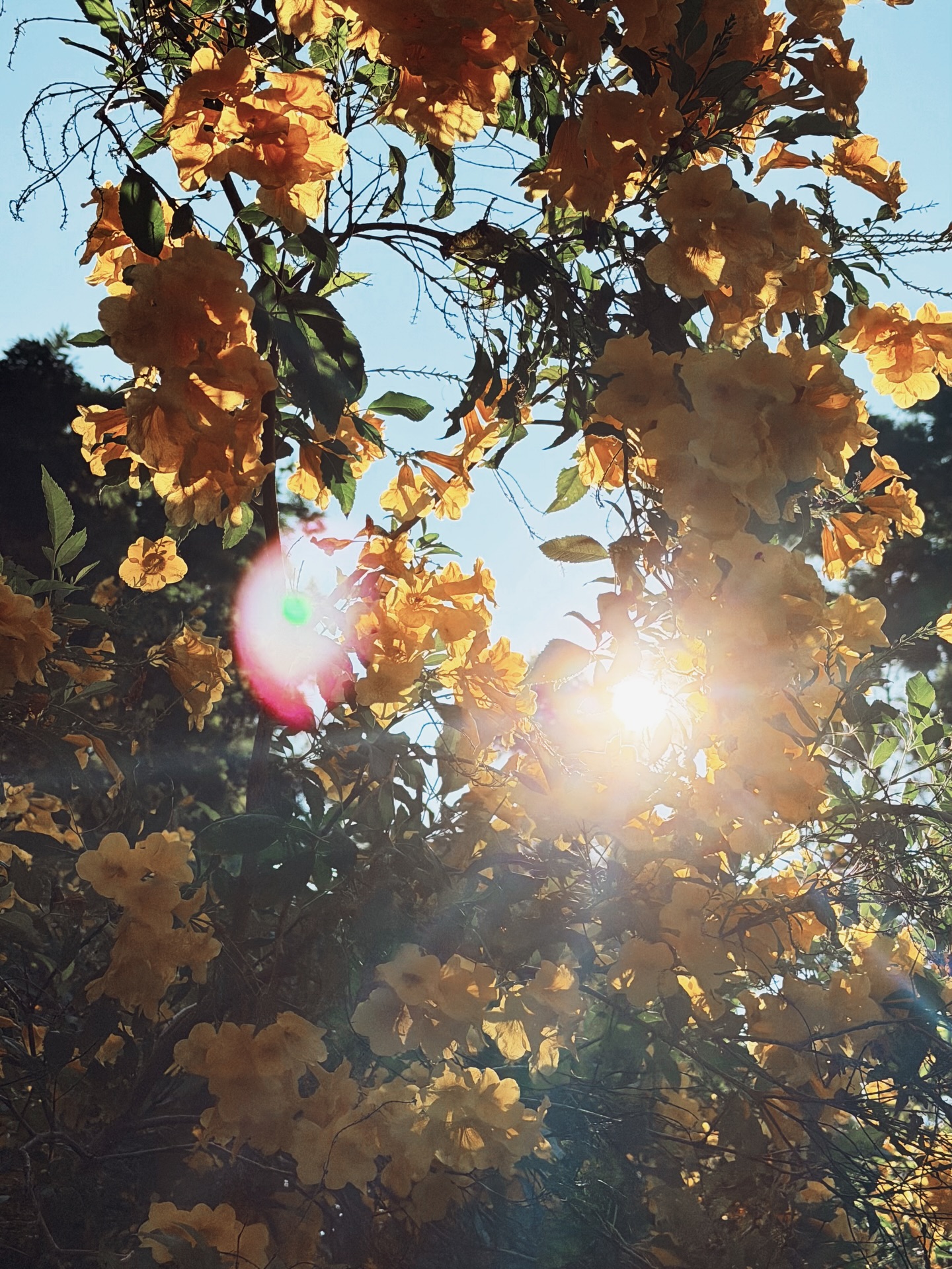 บิลลี่ - ภัทรชนน อ่อนสอาด