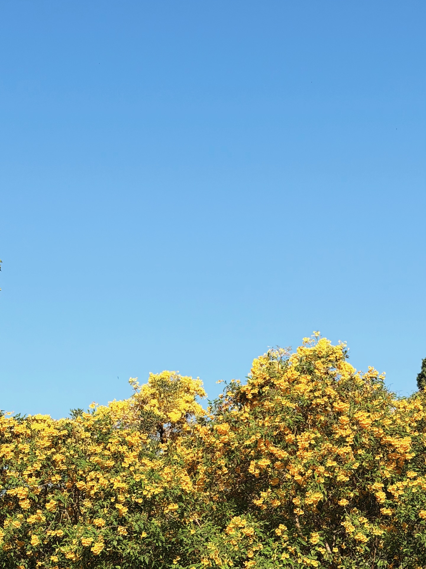 บิลลี่ - ภัทรชนน อ่อนสอาด