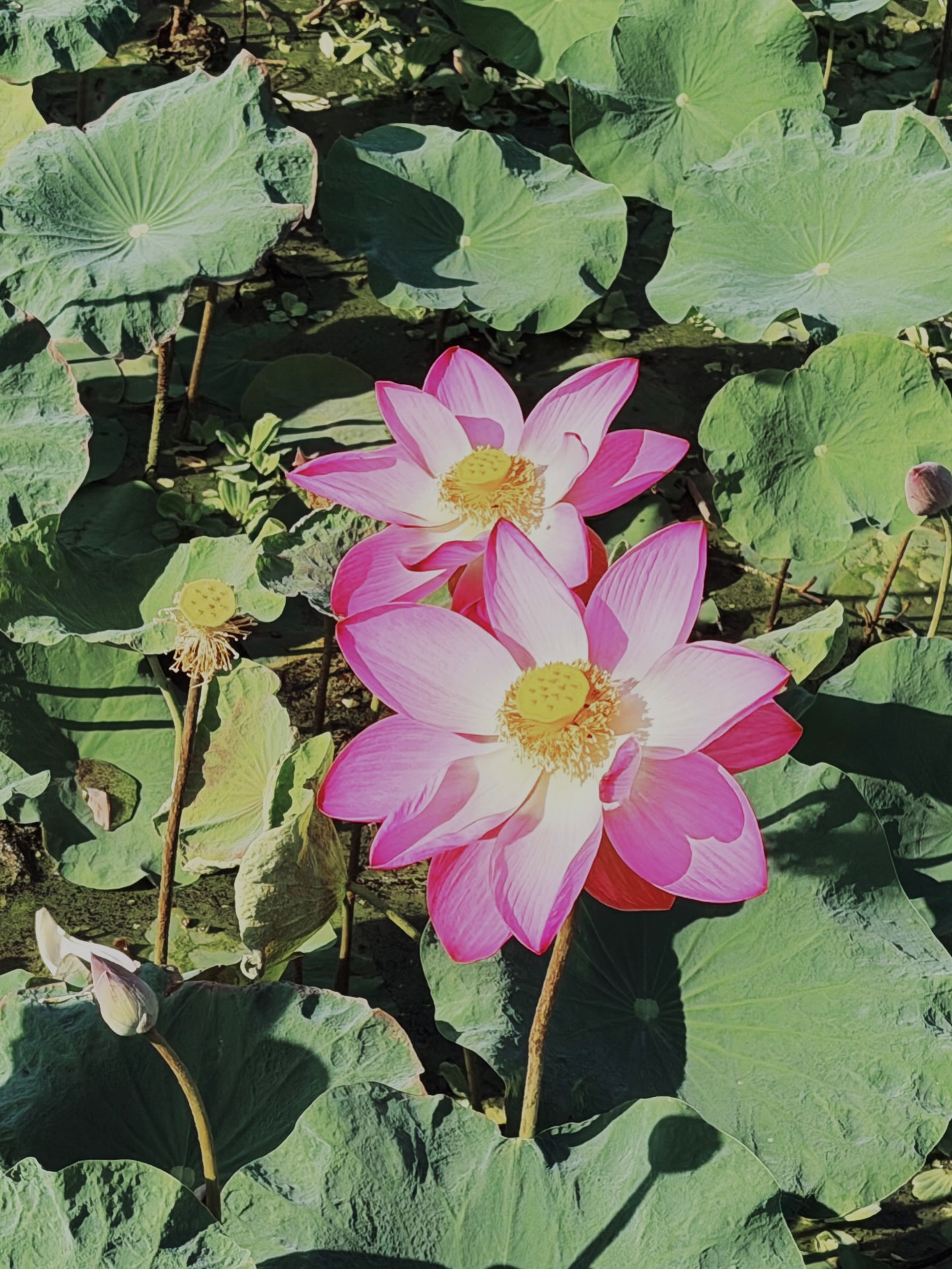 บิลลี่ - ภัทรชนน อ่อนสอาด