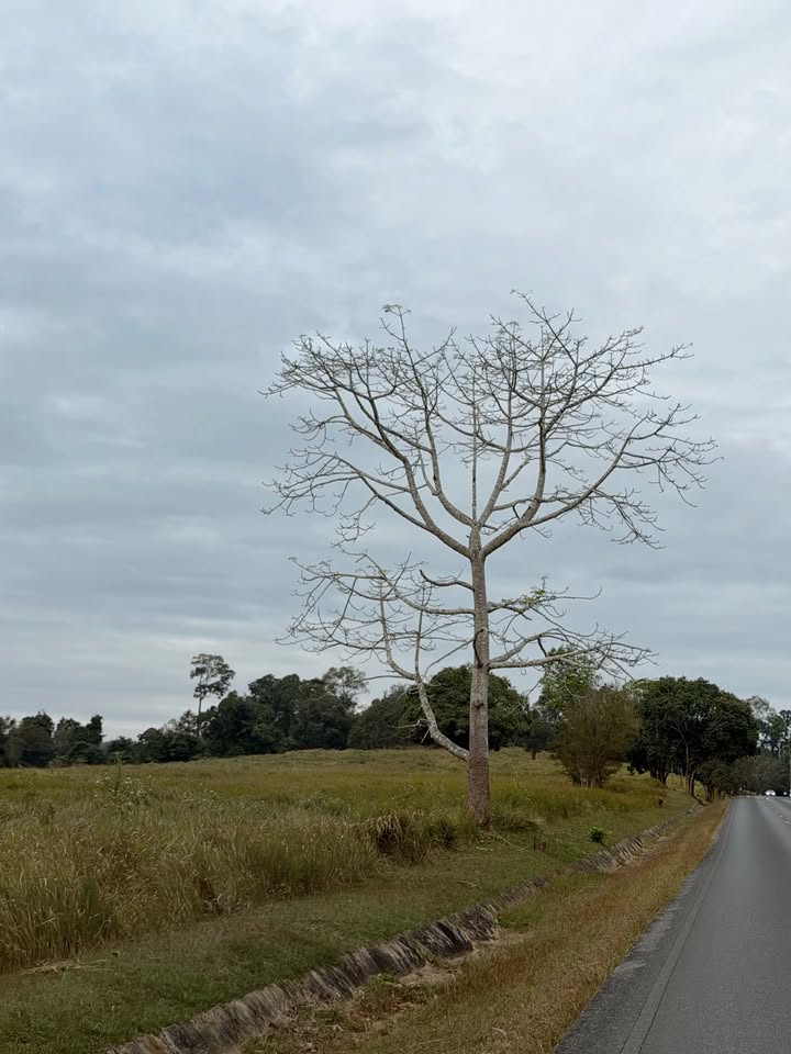 ตูน - พิมพ์ปวีณ์ โคกระบินทร์
