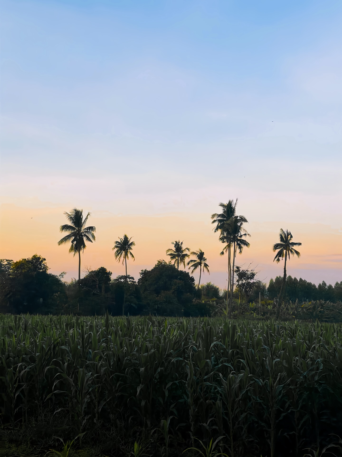 ตูน - พิมพ์ปวีณ์ โคกระบินทร์