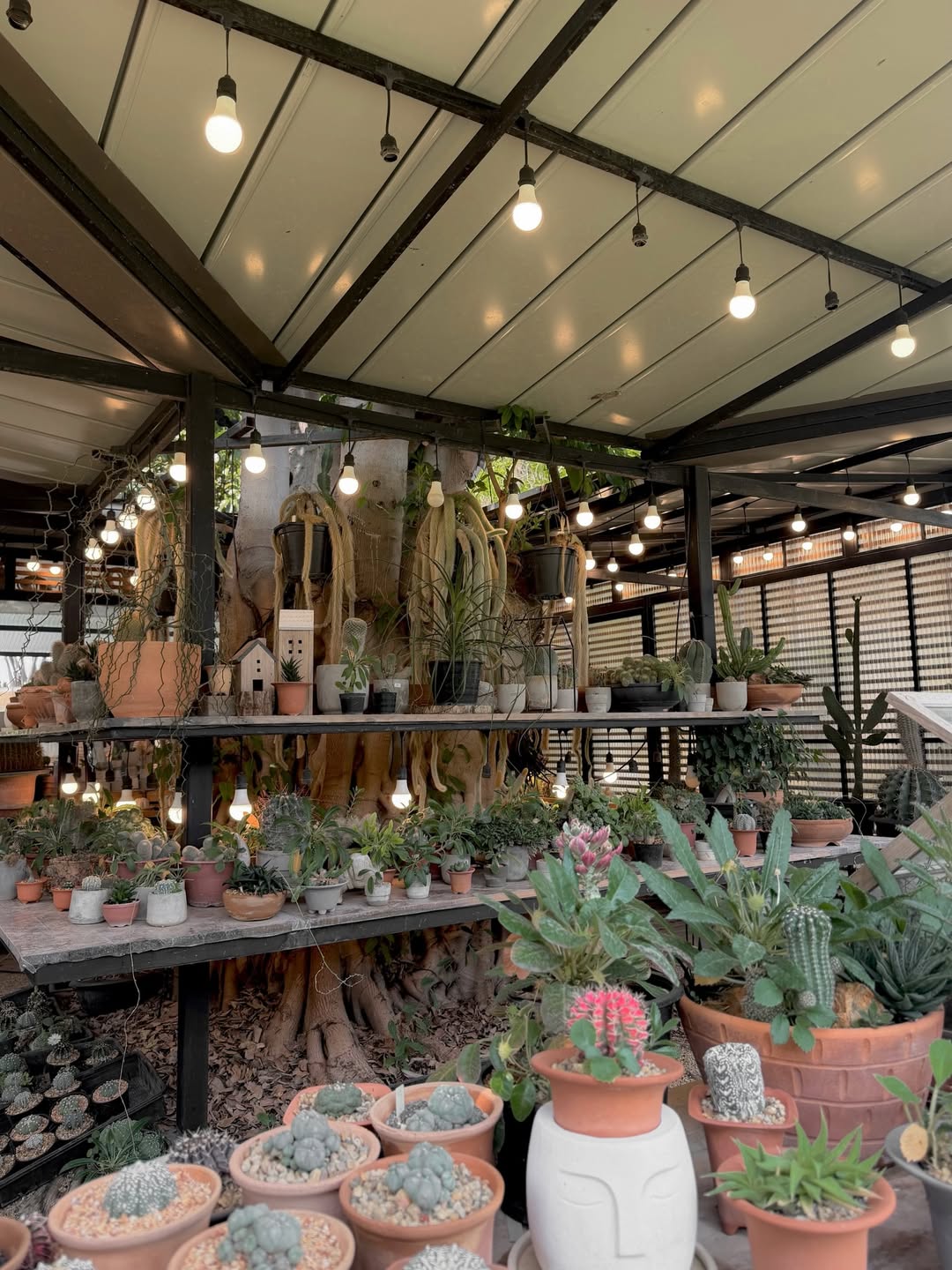 ตูน - พิมพ์ปวีณ์ โคกระบินทร์