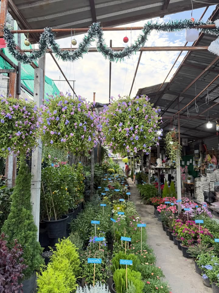 เดียร์น่า ฟลีโป