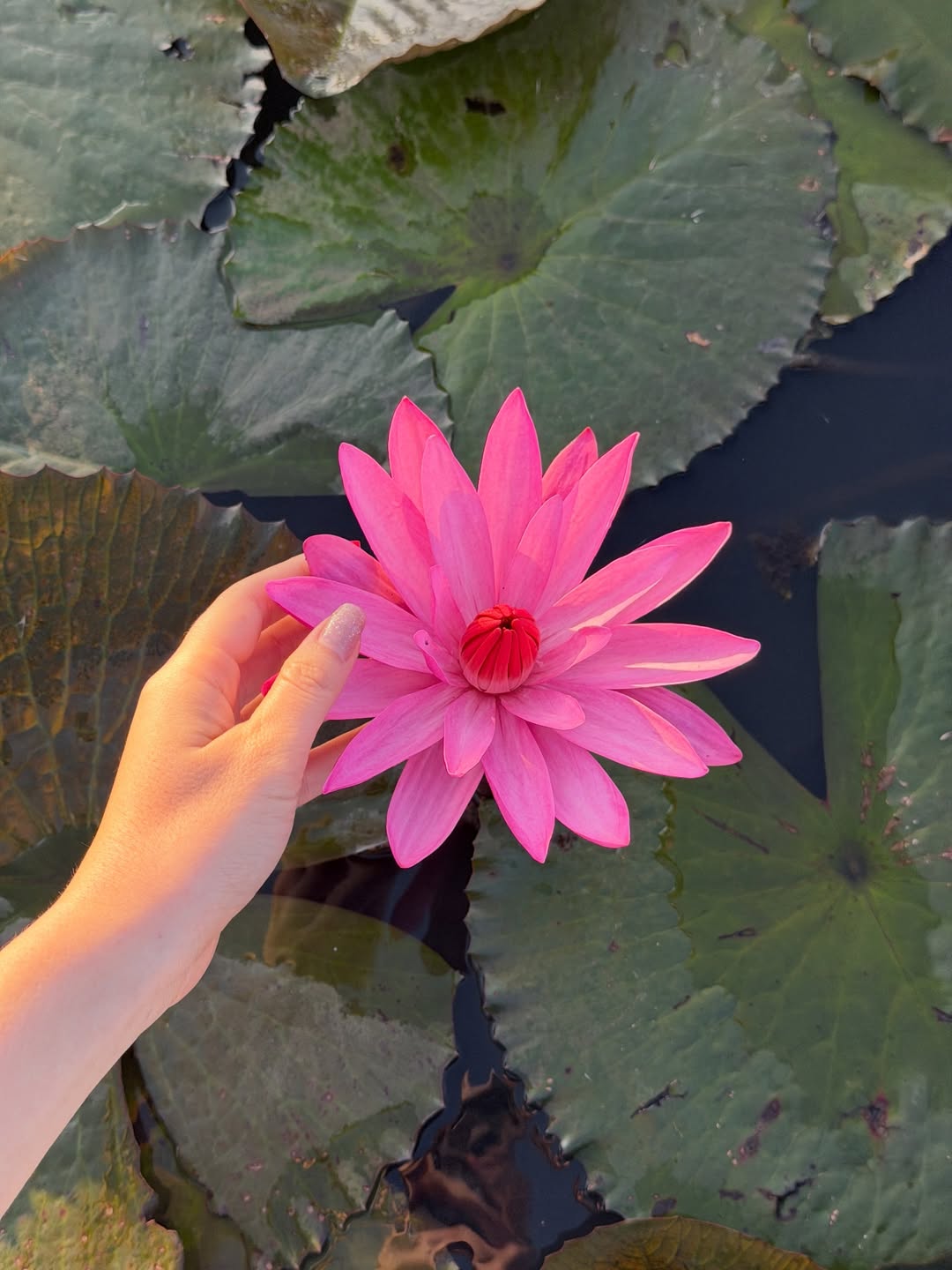 เดียร์น่า ฟลีโป