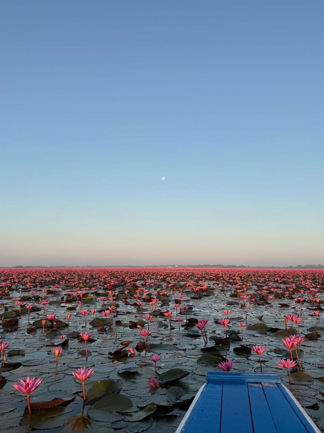 เดียร์น่า ฟลีโป