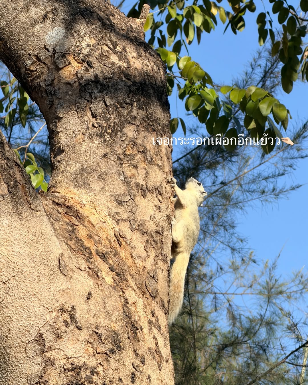 เดียร์น่า ฟลีโป