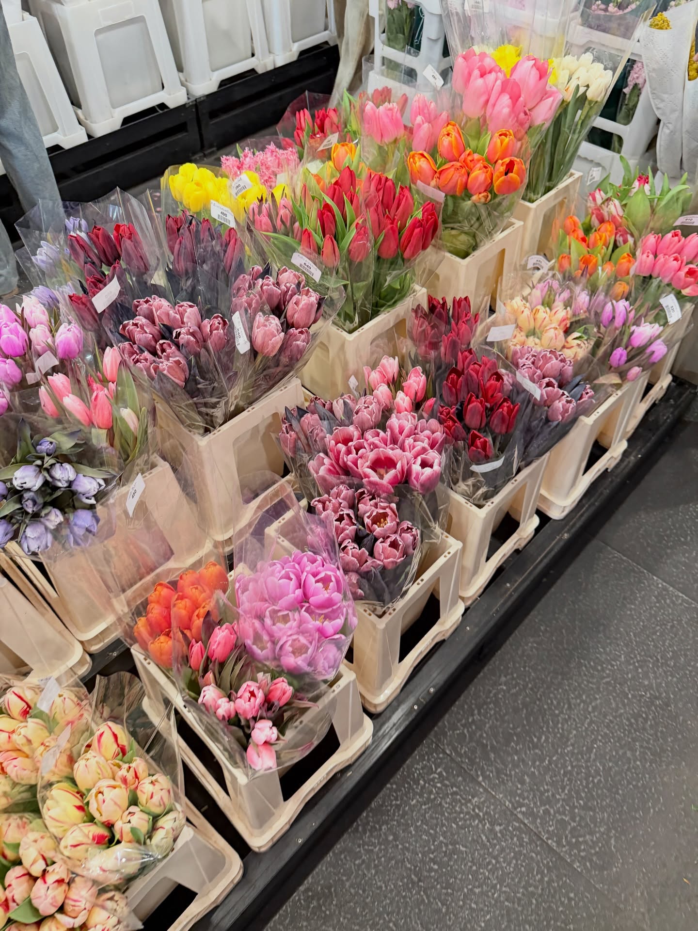 เดียร์น่า ฟลีโป