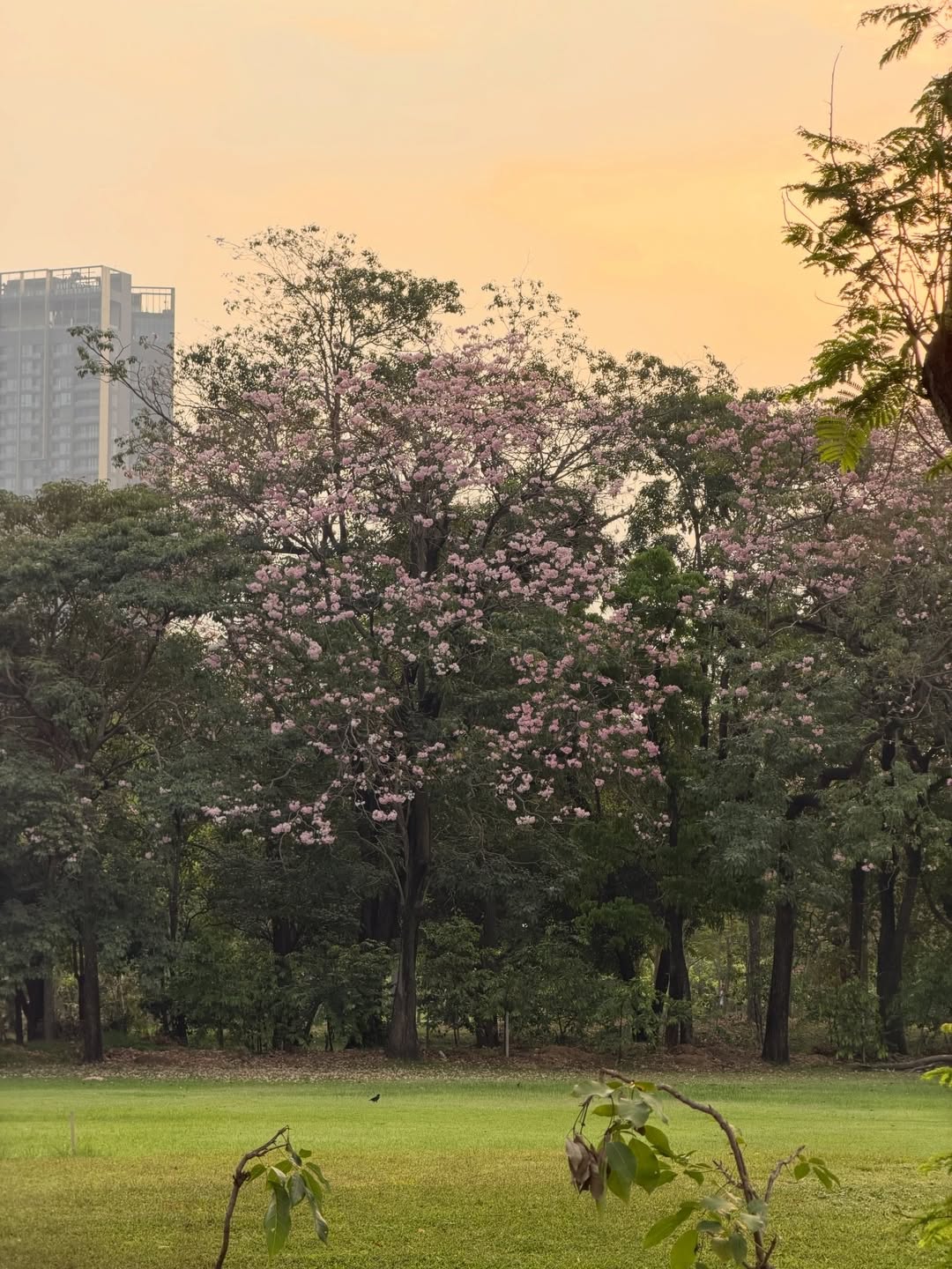 เดียร์น่า ฟลีโป