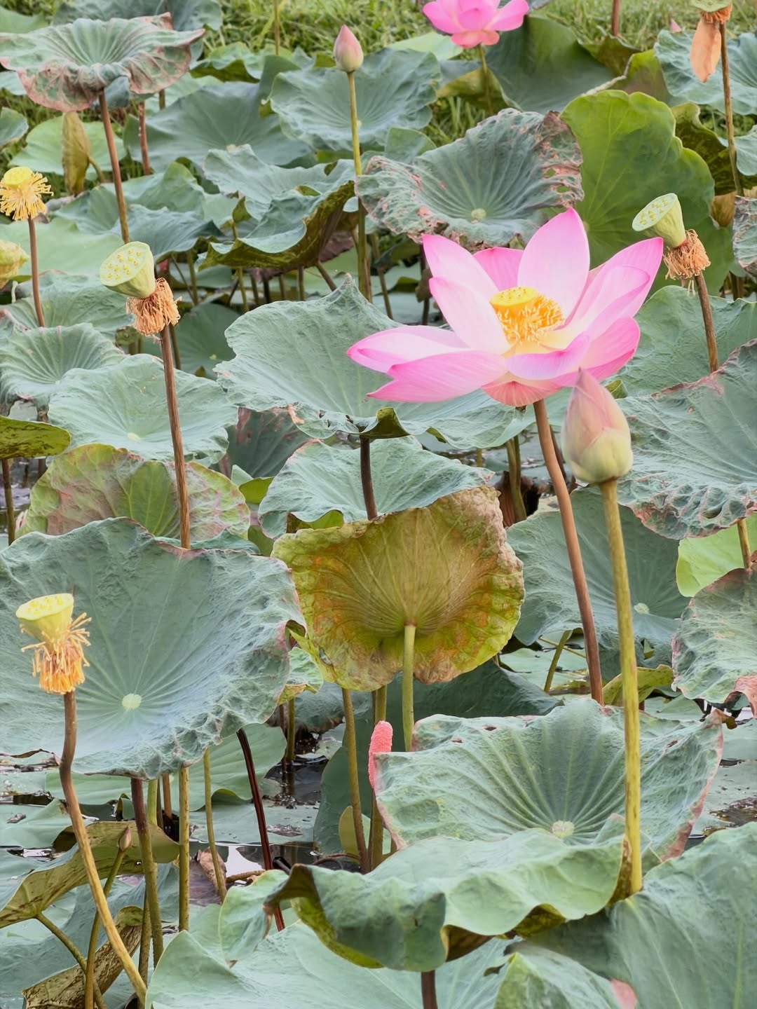 เดียร์น่า ฟลีโป