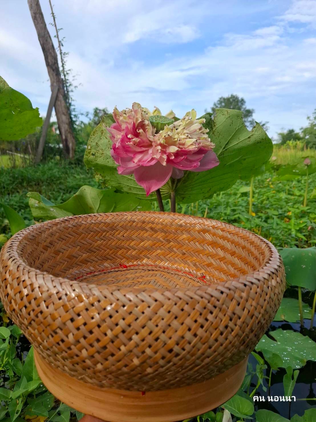 ต่าย - อรทัย ดาบคำ
