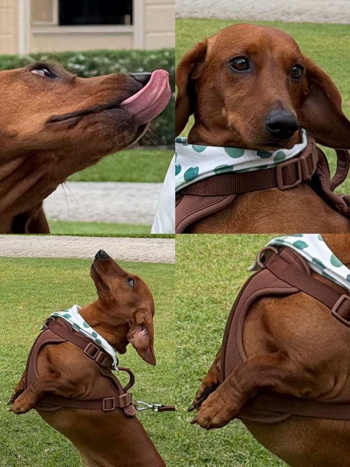 มอส - ภาณุวัฒน์ โสประดิษฐ