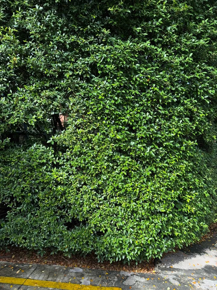 มอส - ภาณุวัฒน์ โสประดิษฐ