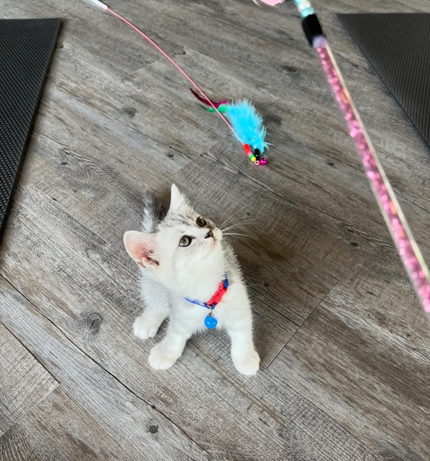 ฝน - ศนันธฉัตร ธนพัฒน์พิศาล