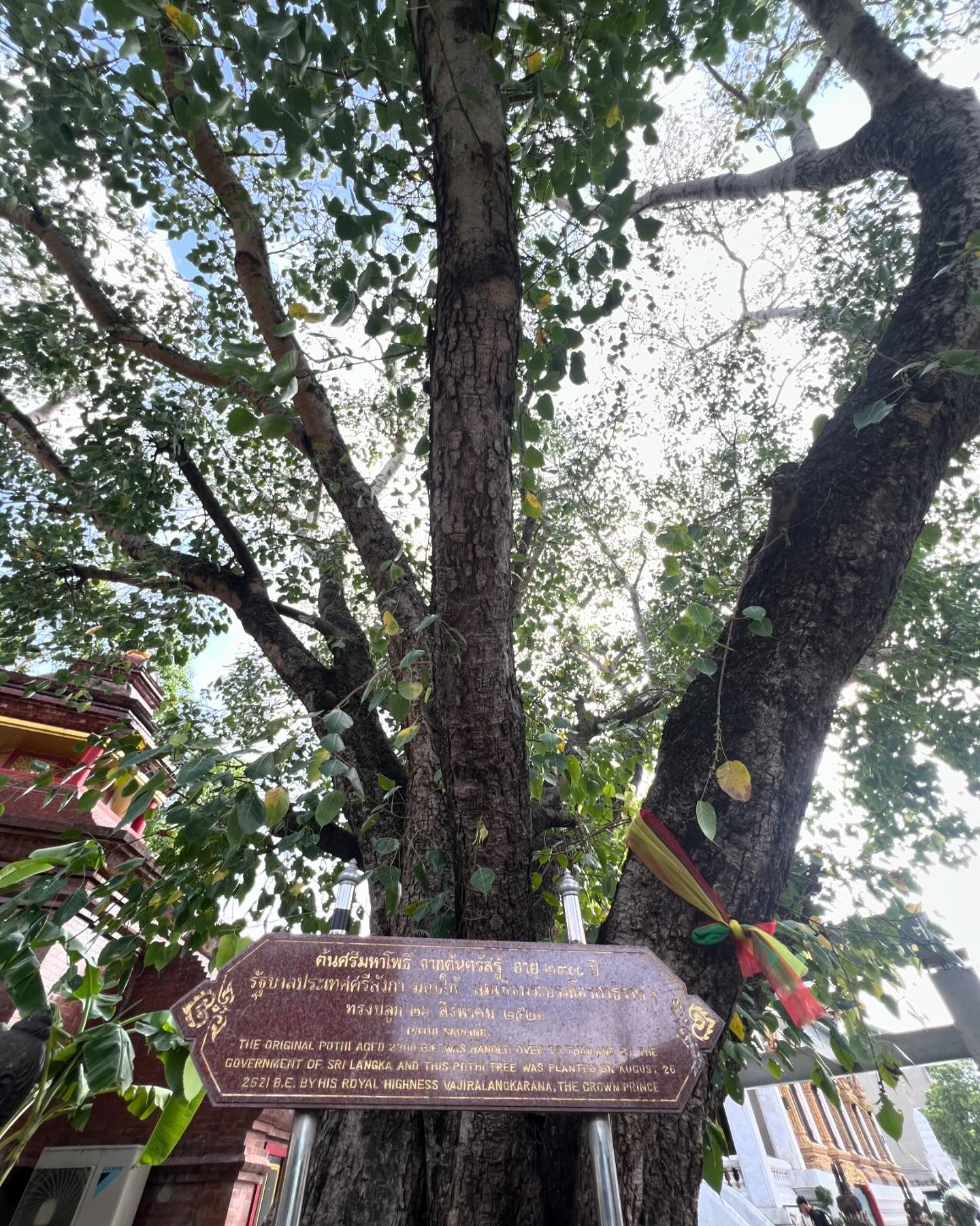 ฝน - ศนันธฉัตร ธนพัฒน์พิศาล