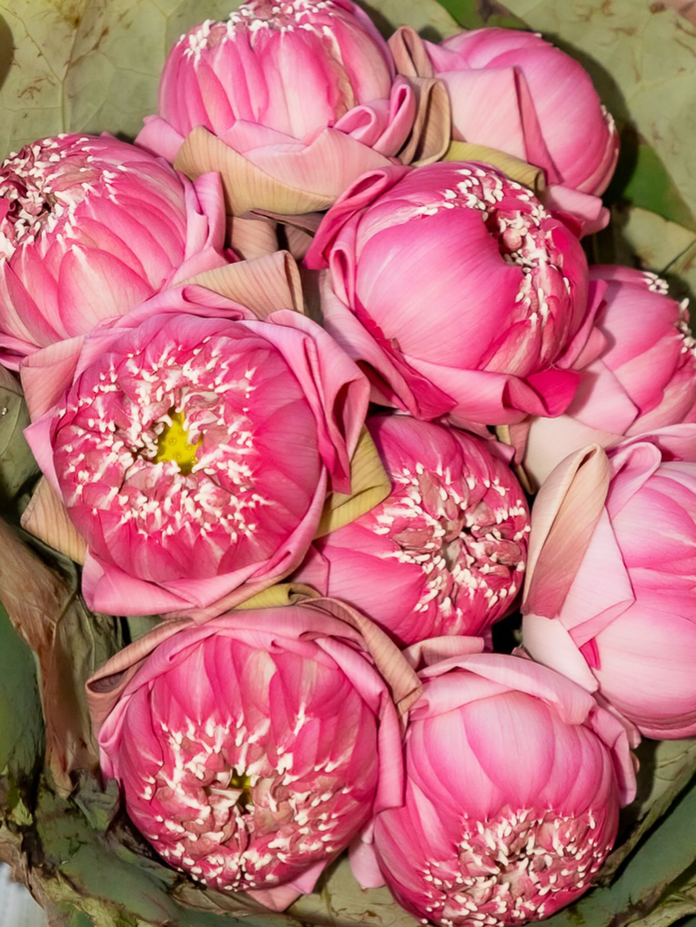 ฝน - ศนันธฉัตร ธนพัฒน์พิศาล