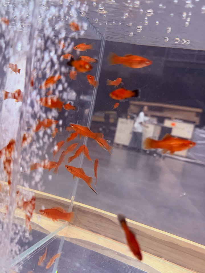 ลูกแก้ว - กมลลักษณ์ แสงทรัพย์สิน