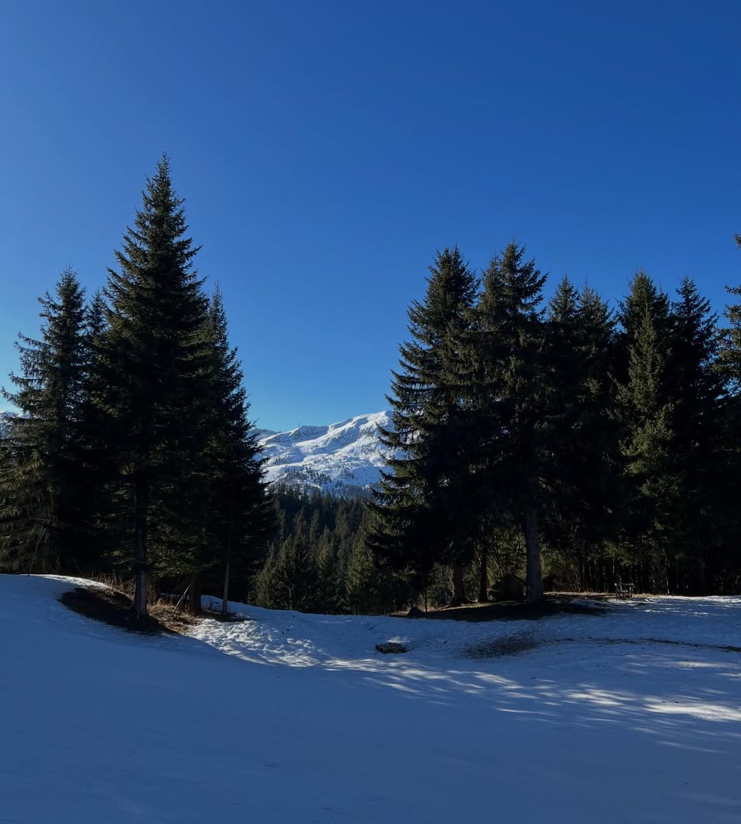 แพทริเซีย กู๊ด