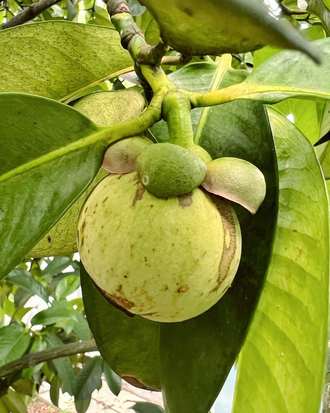 อาร์ม - กรกันต์ สุทธิโกเศศ