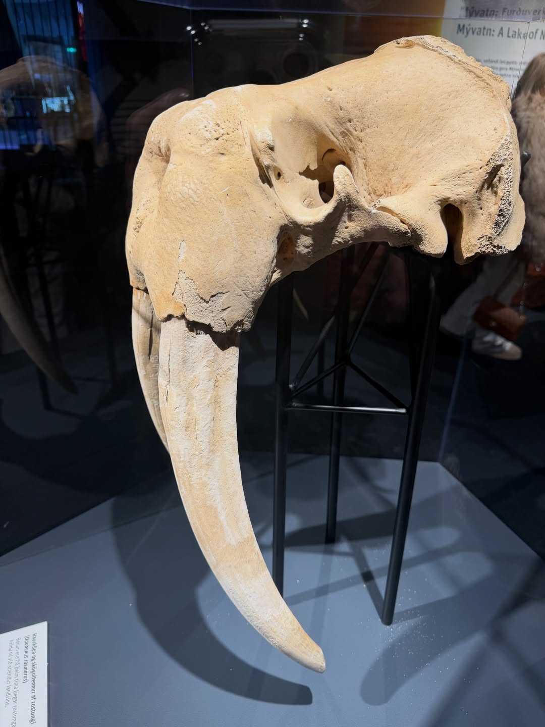 อาร์ม - กรกันต์ สุทธิโกเศศ