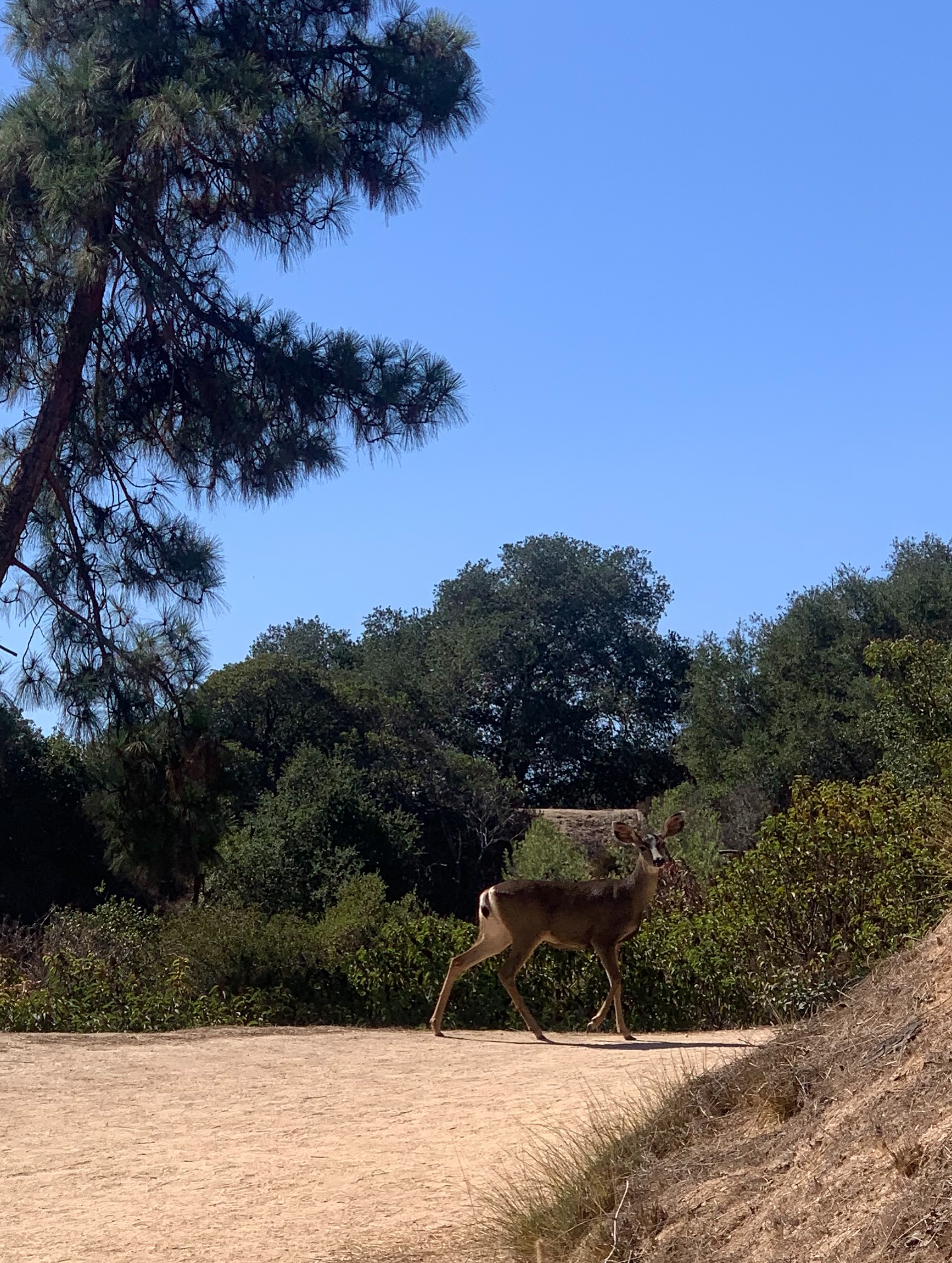 แคนดี้ - กุลชญา ตันศิริ
