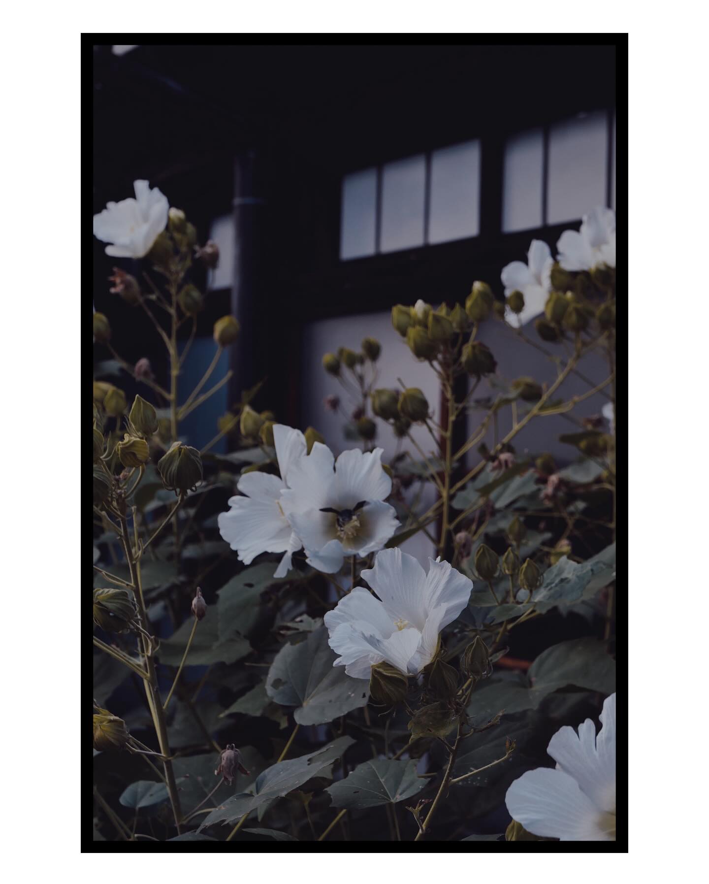 พีช - พชร จิราธิวัฒน์