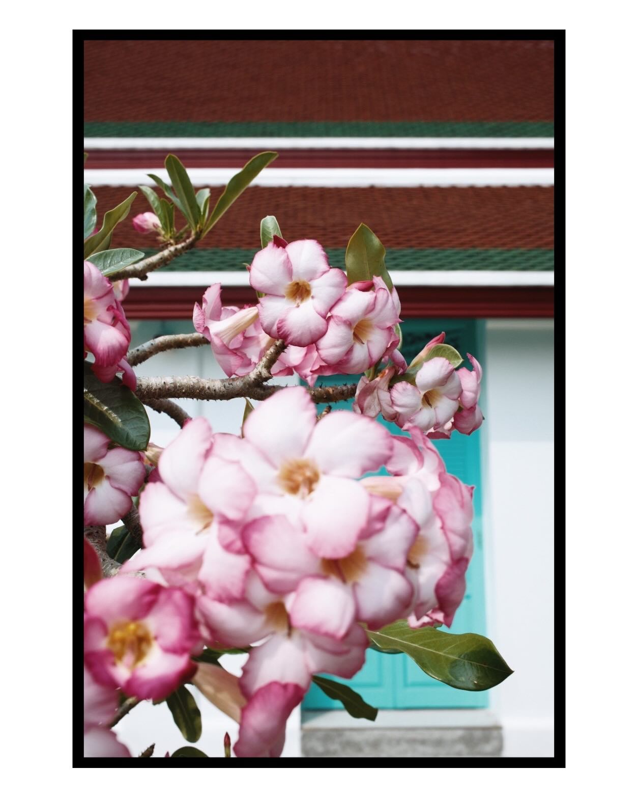 พีช - พชร จิราธิวัฒน์