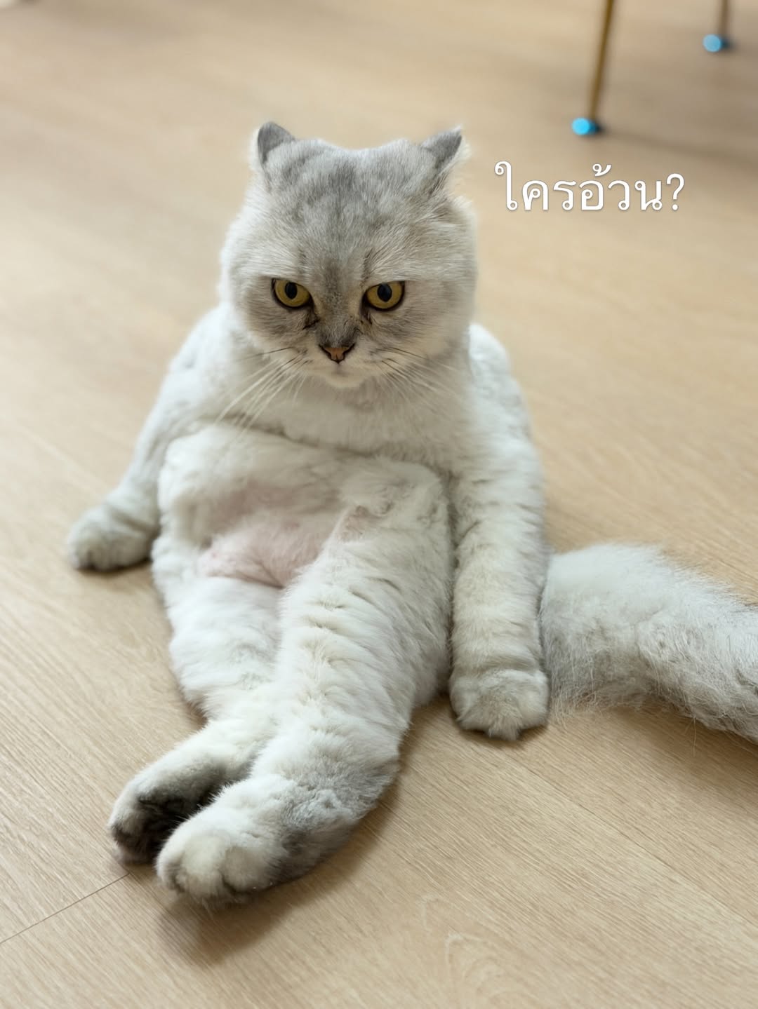 พลอยใส - ธัญลักษณ์ โชคธนเดช