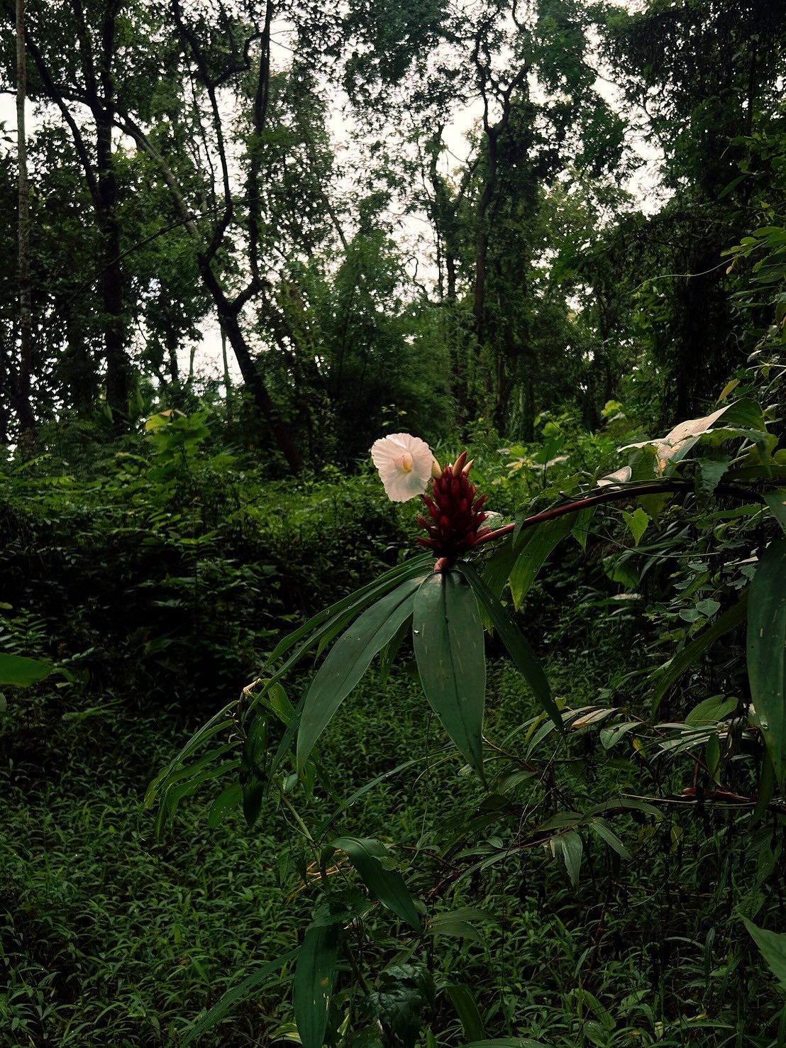 แชมป์ - ชนาธิป โพธิ์ทองคำ