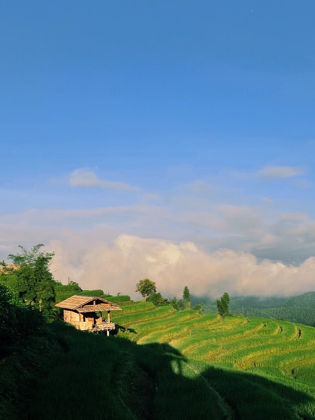 แชมป์ - ชนาธิป โพธิ์ทองคำ