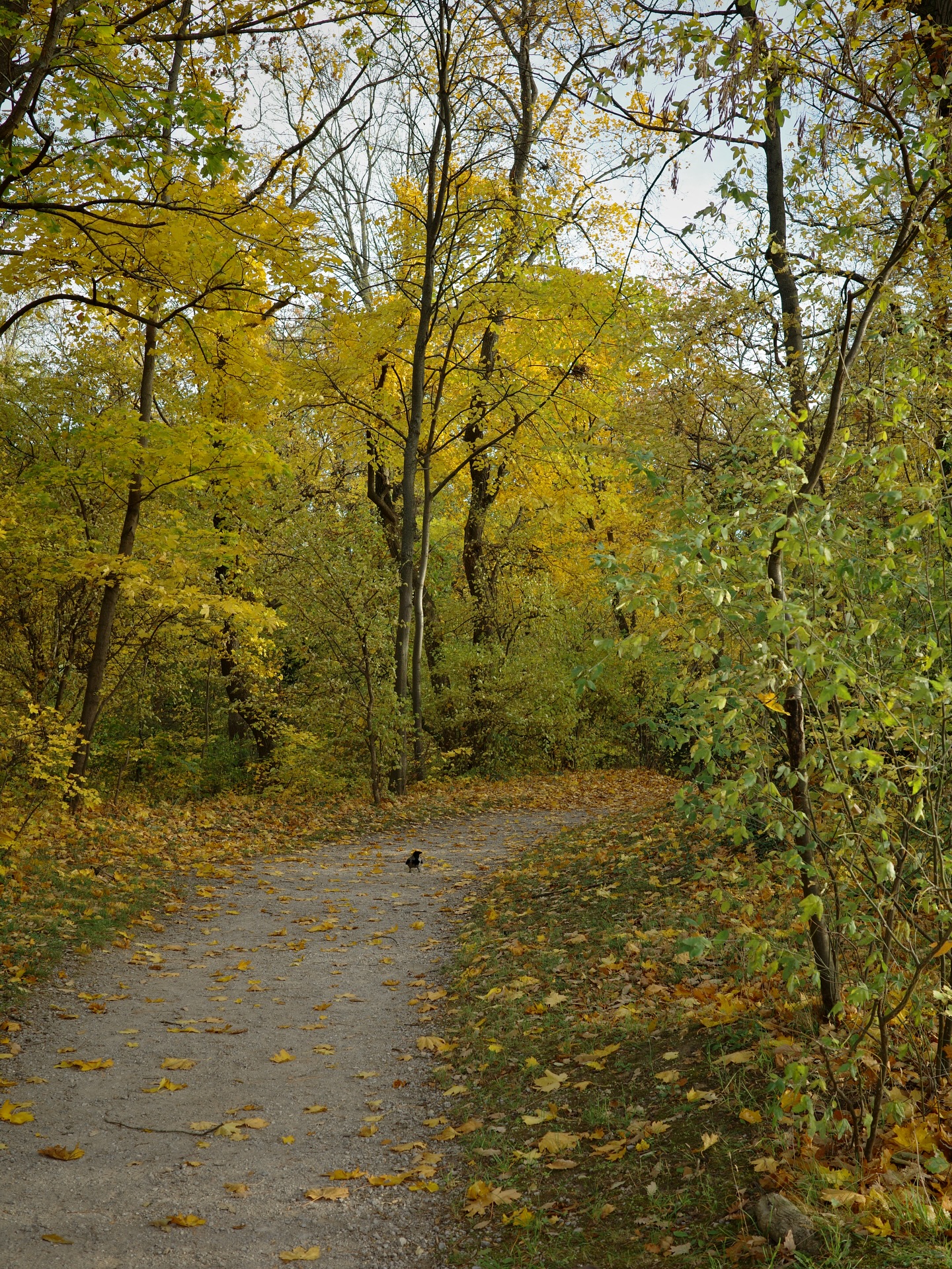 แชมป์ - ชนาธิป โพธิ์ทองคำ