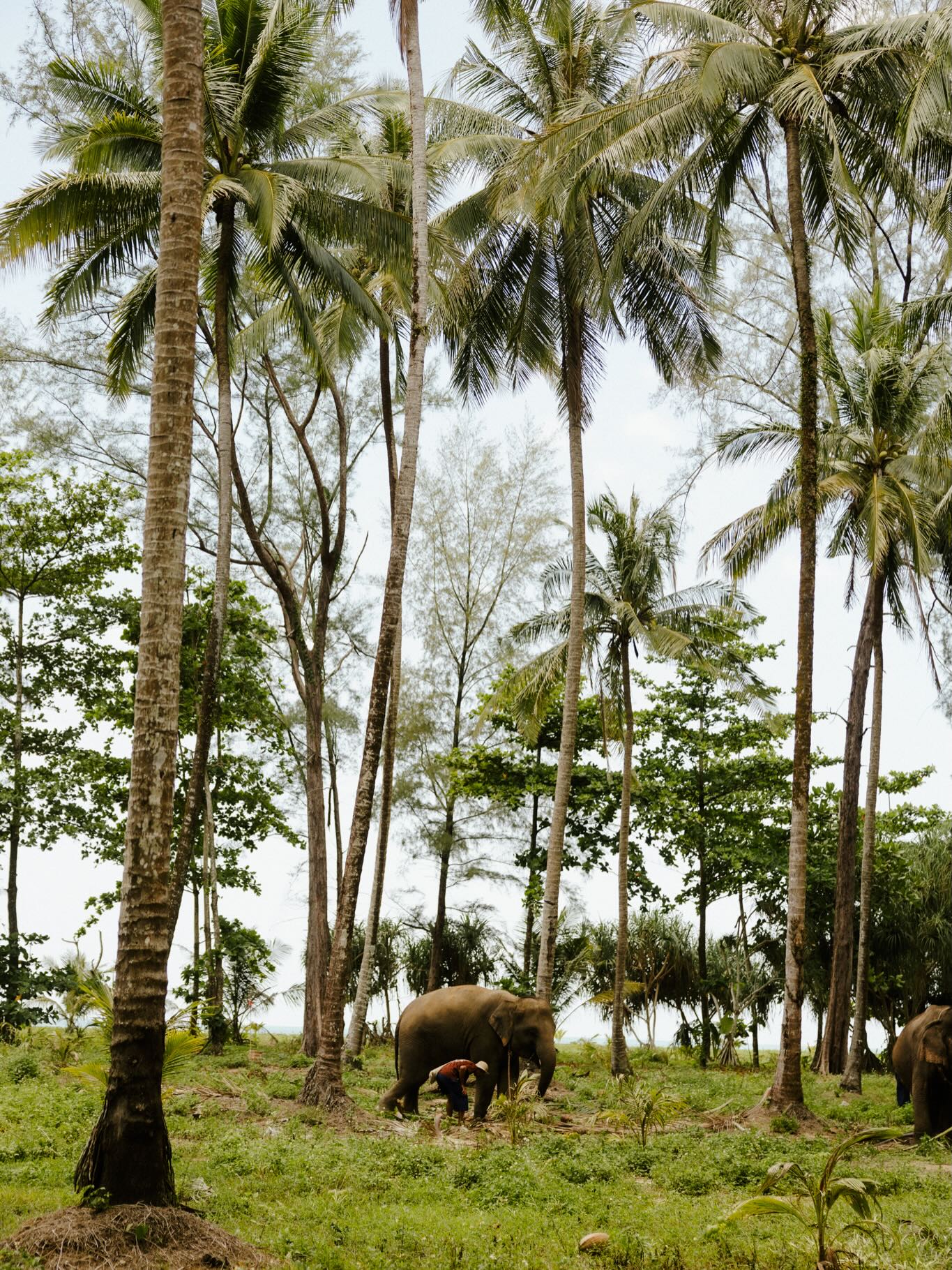 แชมป์ - ชนาธิป โพธิ์ทองคำ