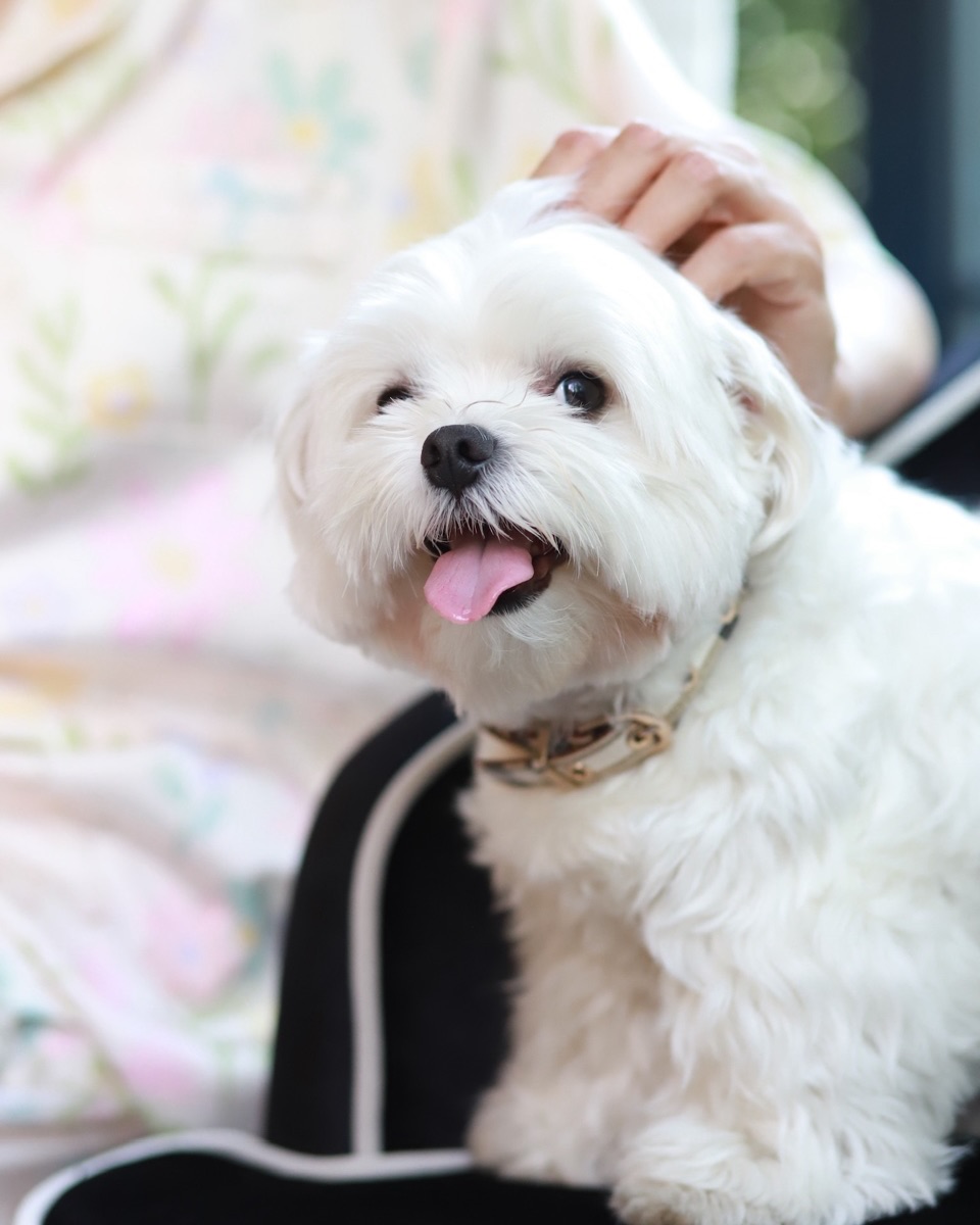 แอน - สิเรียม ภักดีดำรงฤทธิ์