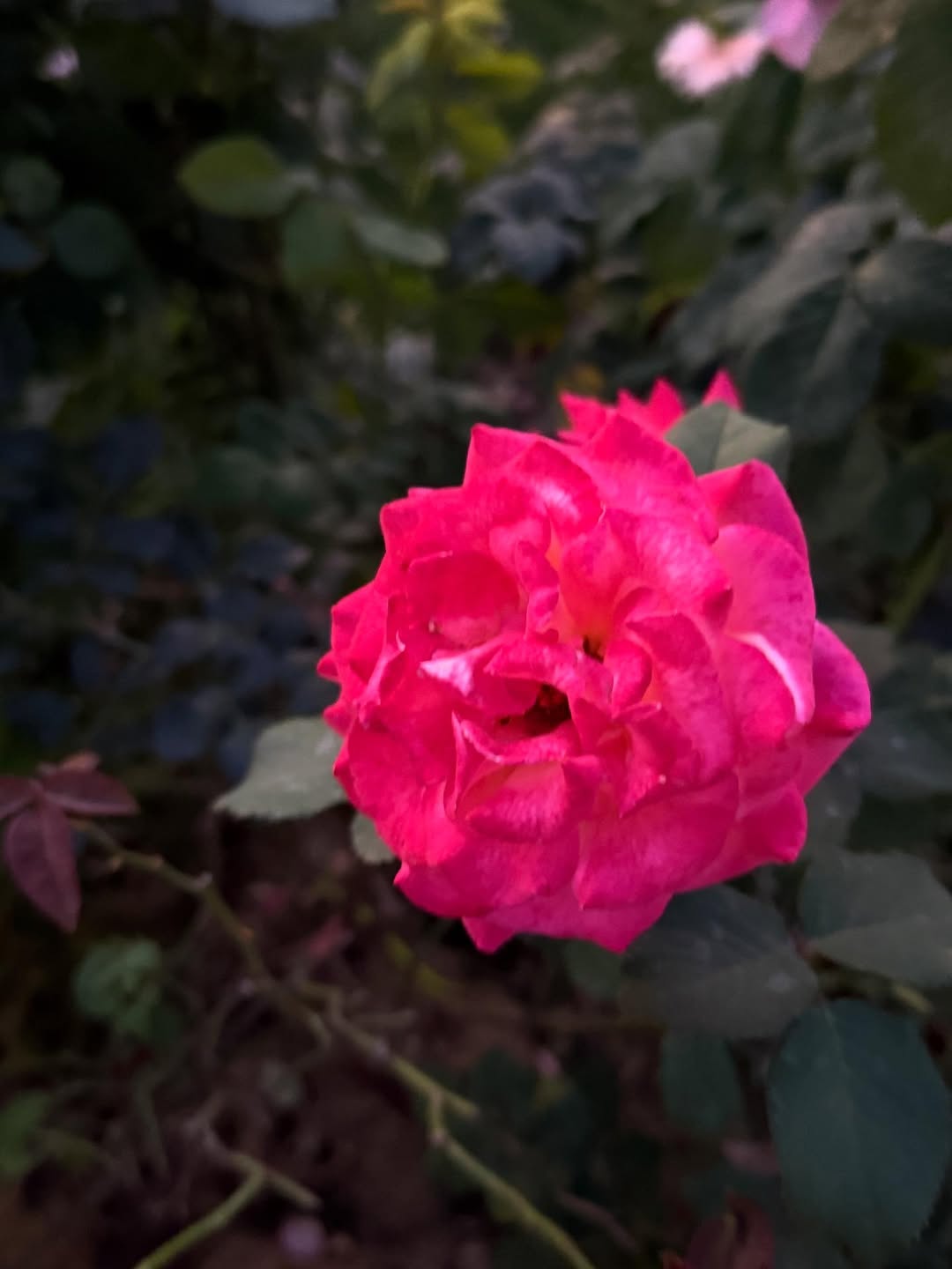 มิกค์ ทองระย้า